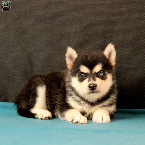 Sarah, Pomsky Puppy